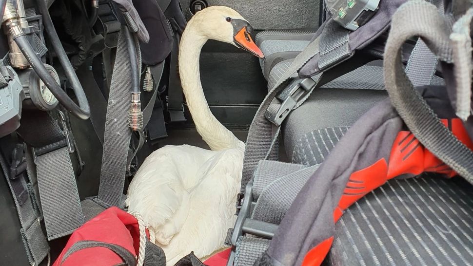 Lebădă salvată de la îngheț, luată de pompieri în misiune la stingerea unui incendiu