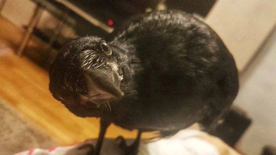 VIDEO. O cioară crescută ca animal de companie ar fi prezis cutremurele din Oltenia. Cum s-a comportat Cronco înaintea seismelor