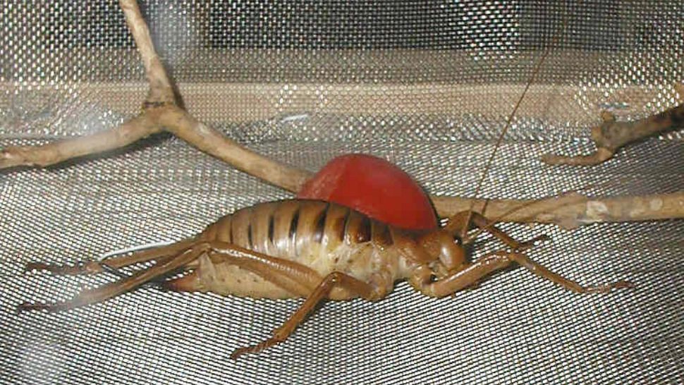 Cea mai mare insectă din lume poate să mănânce morcovi ca iepurele. 4-5 exemplare ajung pentru a umple farfuria