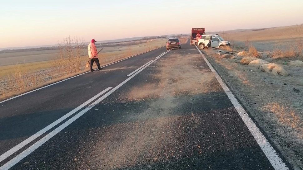 Accident înfiorător în Banat. O turmă de oi, spulberată de o mașină - FOTO
