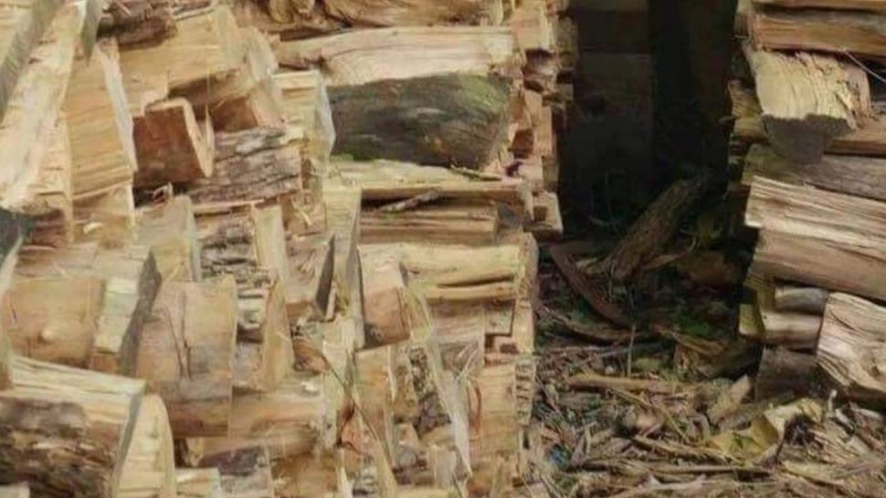 Provocarea grea ca o zi de marți: găsește pisica ascunsă în lemne! Testul pe care aproape nimeni nu îl trece!