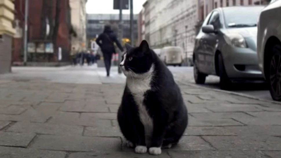 Un motan maidanez obez a devenit cea mai apreciată atracție turistică a unui oraș medieval european! Recenziile pisicii sunt de 5 stele - VIDEO 