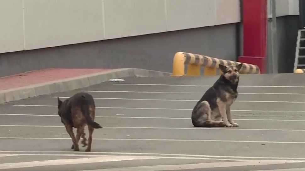 Haite de câini maidanezi pe străzile din Otopeni! Oamenii sunt îngroziți - SEMNALUL DE ALARMĂ tras pe rețelele de socializare