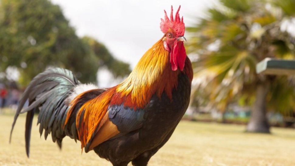 Bărbat ucis de cocoșul său! Pasărea a fost în trecut agresivă și cu nepoata sa - Cel mai bizar mod de a muri! 