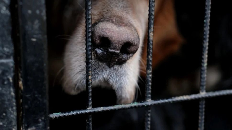 Coșmarul unei femei! A crezut că și-a luat un câine, dar de fapt era un animal rar. Cum a reacționat când a aflat ce creștea în casă