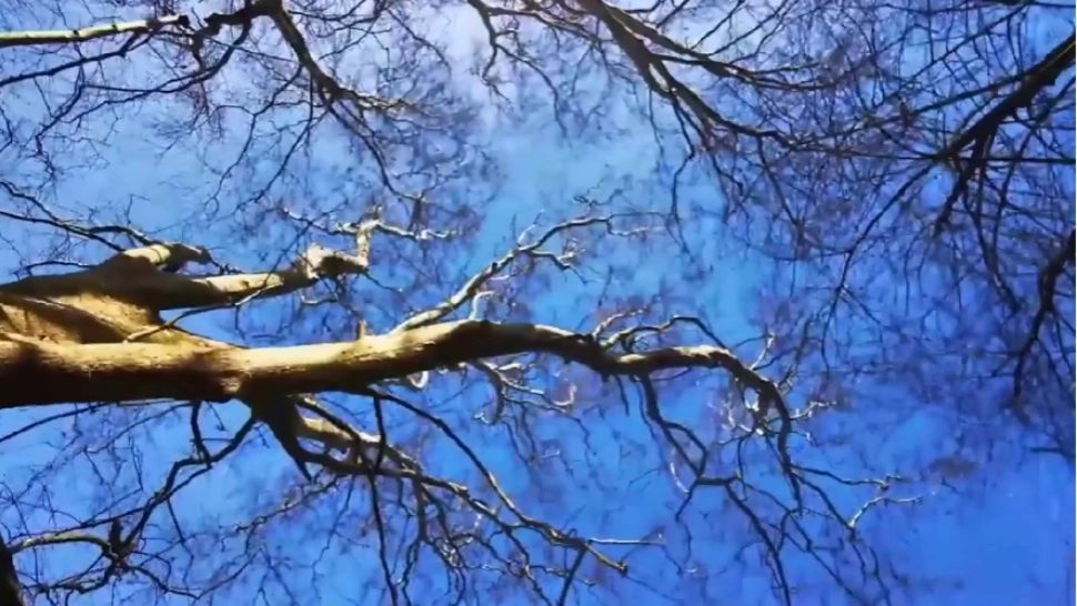 Pădurea exotică cu arbori gigantici din România: este UNICAT în țara noastră. Unde se află