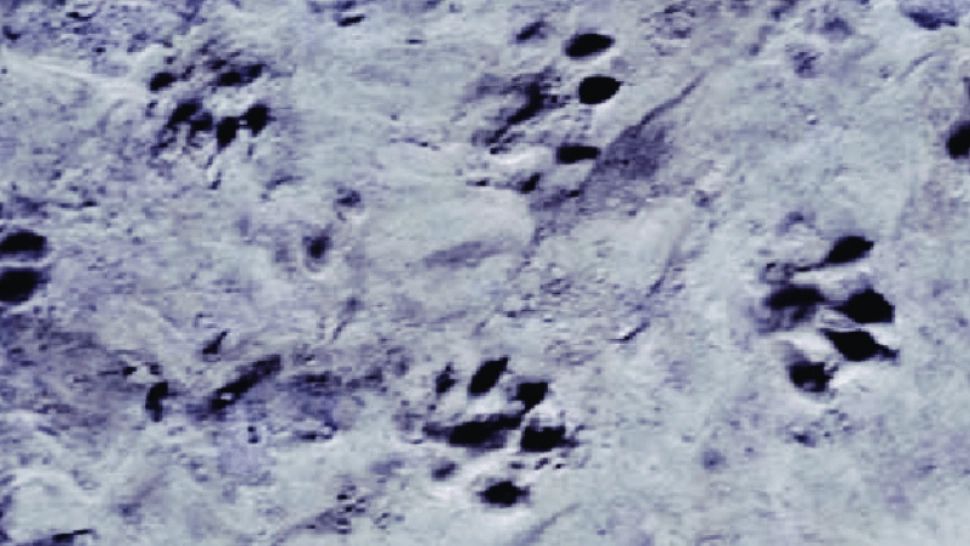 Animalul surprinzător din România care ucide tot ce întâlnește în cale. E mai periculos ca un urs sau o haită de lupi!