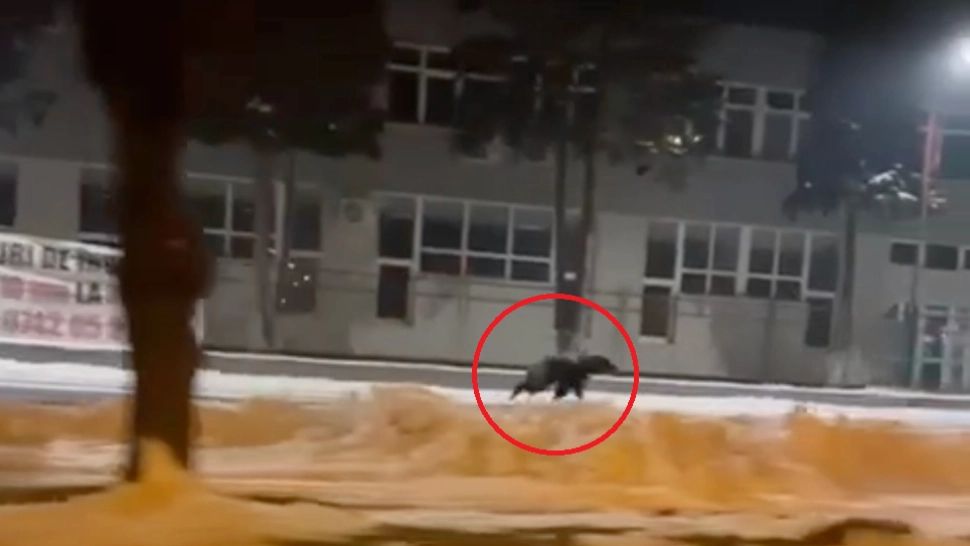 Mesaj RO Alert după ce un urs a fost surprins alergând pe străzile din Sibiu! Oamenii au intrat în panică: zeci de apeluri la 112 - VIDEO
