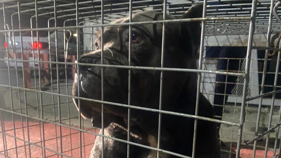 Percheziții în forță, la Botoșani - Au fost ridicați 42 de câini - Care este motivul