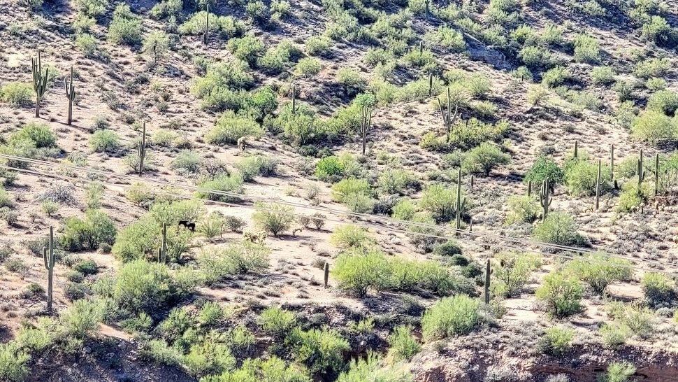 VEZI calul din pădure? Dacă reușești în câteva secunde, te poți face lunetist 