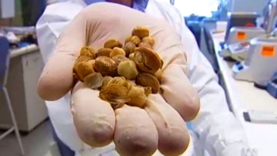 Descoperire revoluționară. Un medicament distruge cancerul în 48 de ore - Este obținut din plante ce cresc într-un singur loc din lume