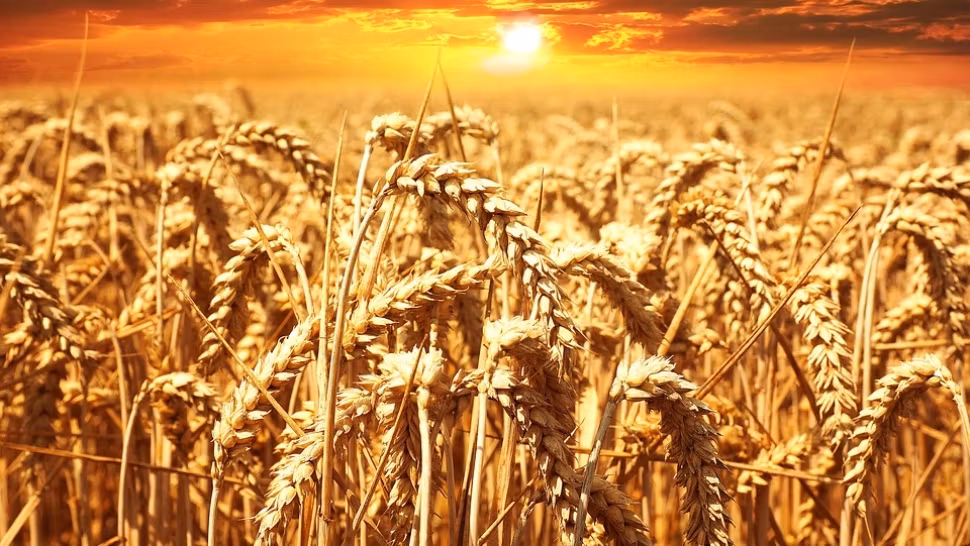 România vinde grâu ieftin și cumpără pâine scumpă. Cine este de vină pentru această situație 