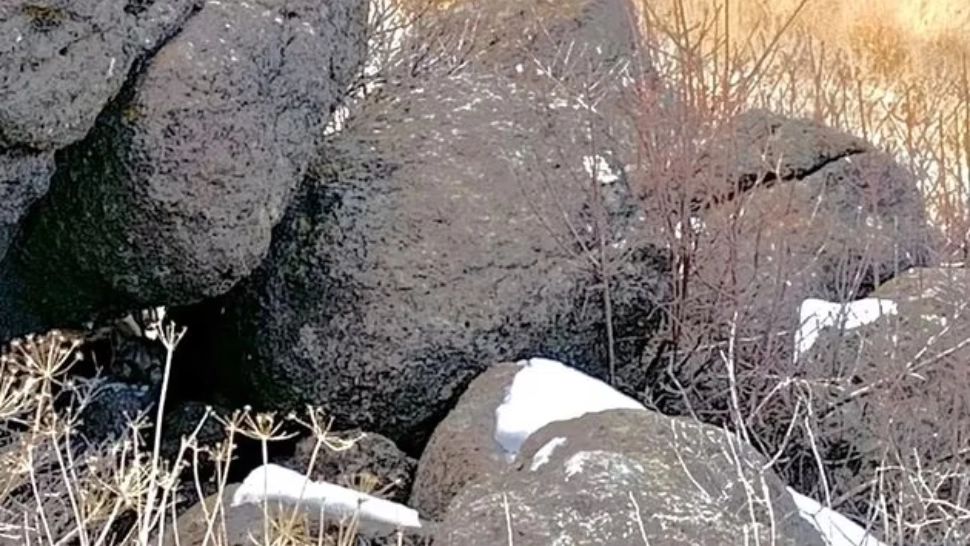 Poți să găsești prădătorul mortal din această fotografie... înainte de a fi prea târziu?