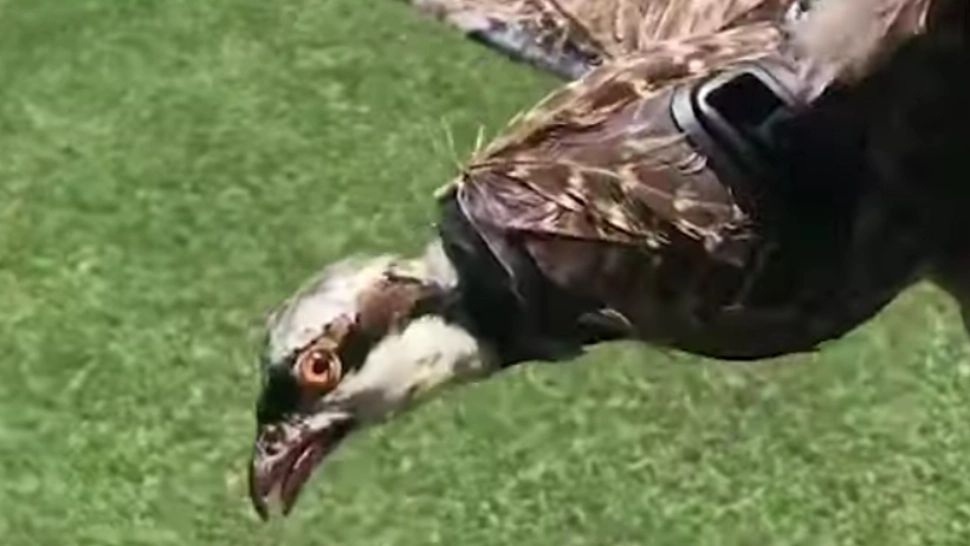 Oamenii de știință vor să transforme păsările împăiate în drone care ar putea fi folosite pentru „spionajul militar”