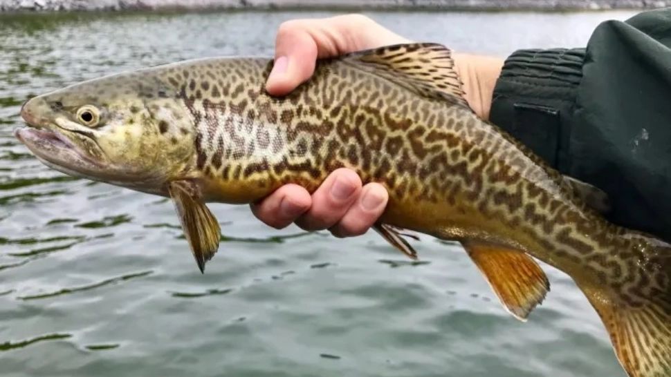 Dezastru la o păstrăvărie din județul Sibiu. Toate bazinele vor fi golite - peștii, uciși 