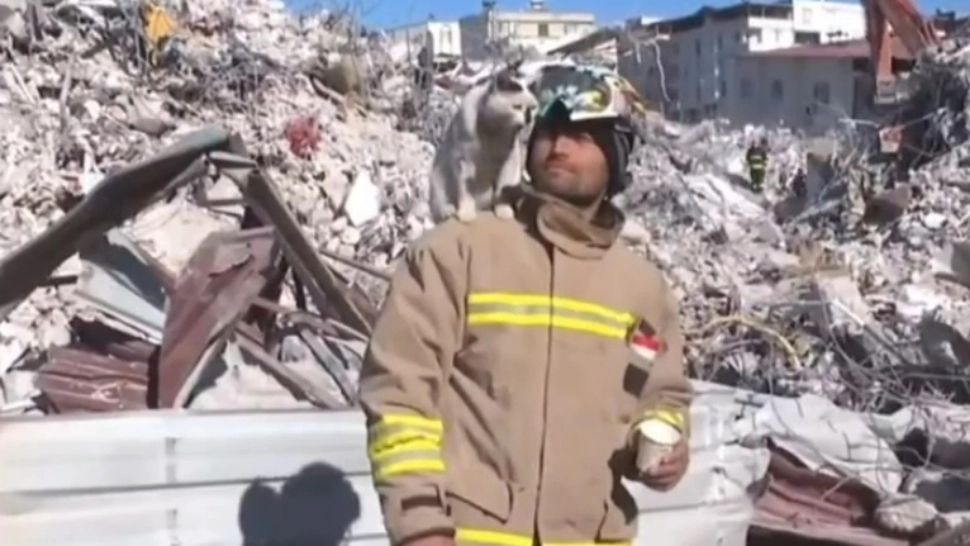 Miracol în Turcia: o pisică a fost scoasă de sub dărâmături. Felina refuză să-și părăsească salvatorul - VIDEO