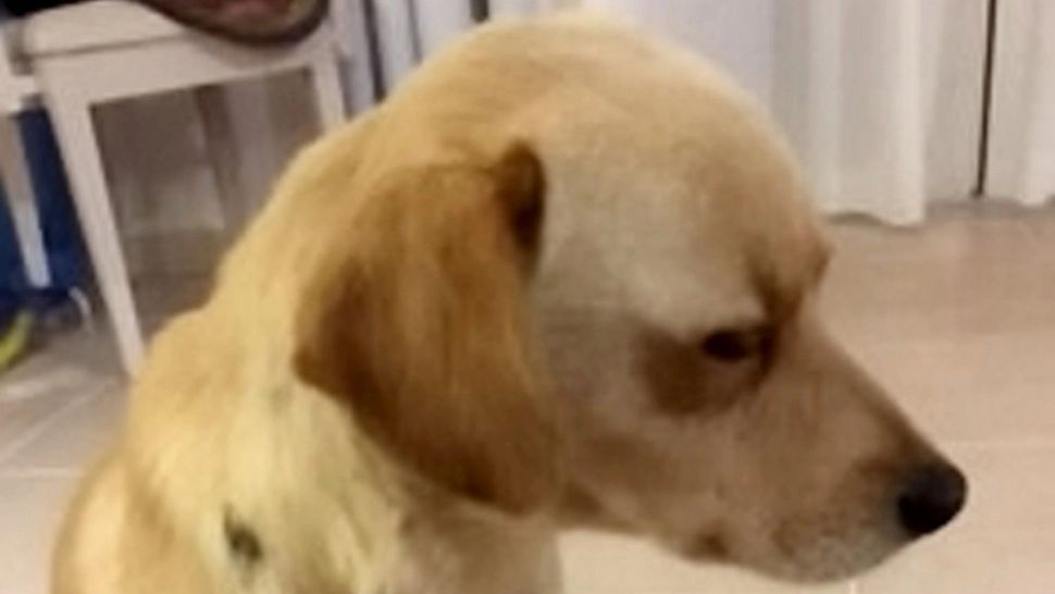 Dosar penal pentru "operații estetice" asupra câinilor. Ce chinuri suportau patrupedele pentru a fi vândute