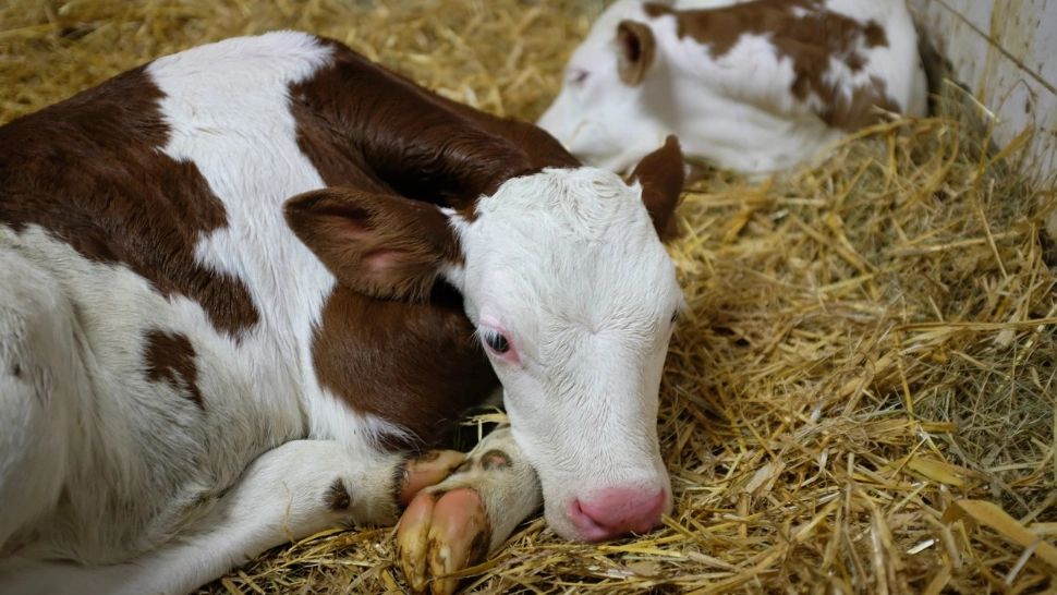 Alertă în Europa! A fost depistată boala vacii nebune, fermierii caută soluții