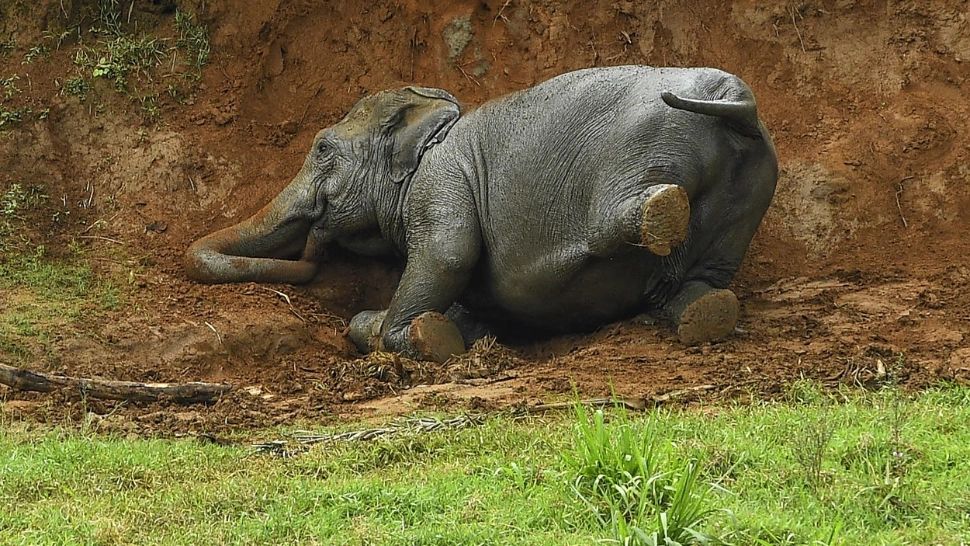 Elefant salvat de la moarte cu ajutorul unui excavator. Reacția animalului, uluitoare - VIDEO