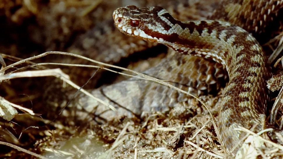 Barman mușcat de o viperă în timp ce se afla în timpul serviciului, la Iași