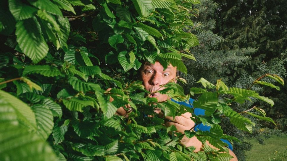 Copacii nu "VORBESC" între ei. Teoria devenită atât de populară, anihilată de noile studii