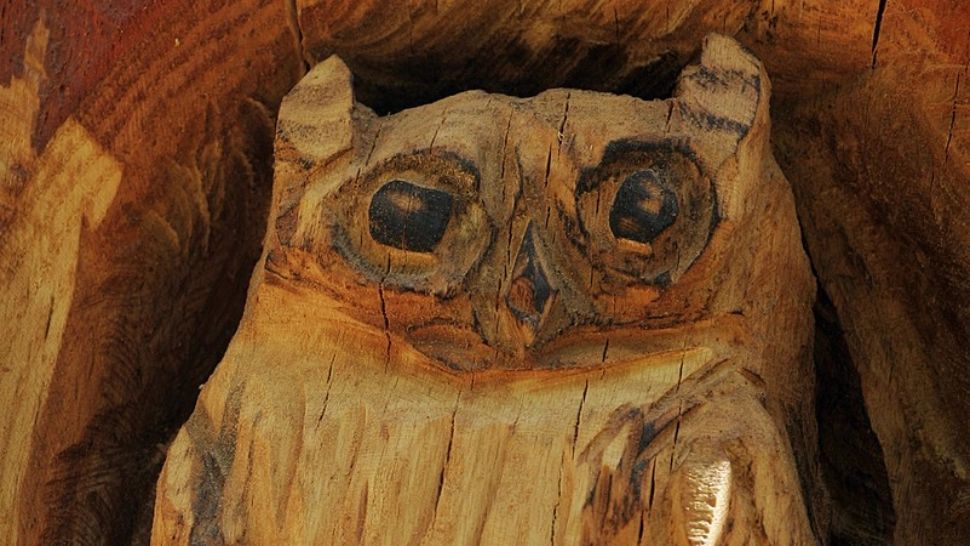 Tu știi care este animalul tău spirit? Cum îl poți găsi totemul