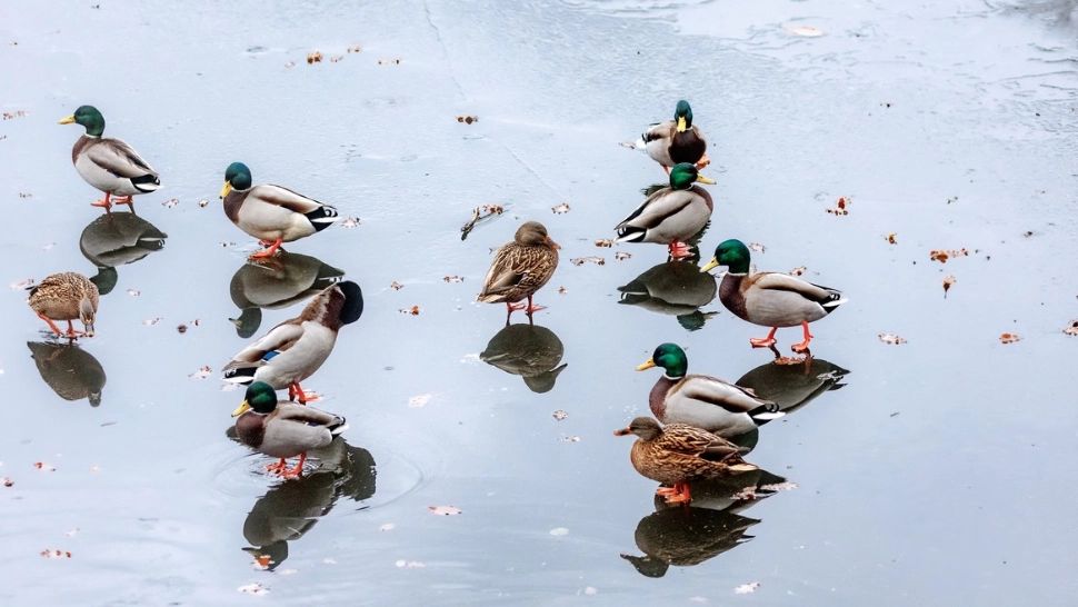 Cea mai friguroasă noapte din această iarnă, cu temperaturi ca în Siberia. Va fi ger și pe timpul zilei - HARTA