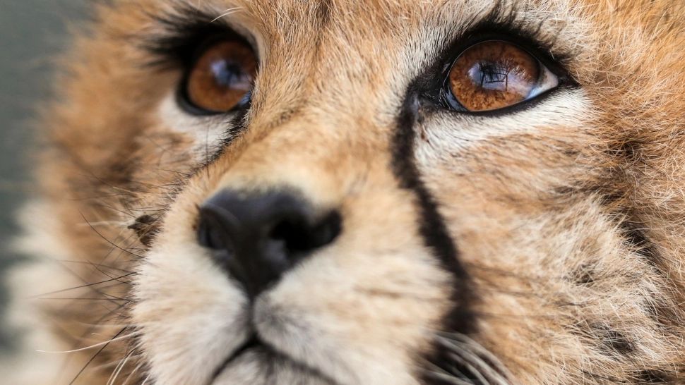 Pirouz, puiul de ghepard asiatic din Iran, a murit din cauza insuficienței renale. Specia sa e pe cale de dispariție