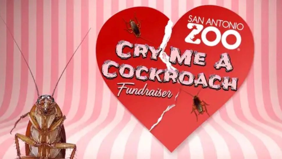 Oferta unei grădini zoologice pentru cei trădați în dragoste: Botezi un gândac cu numele fostei iubiri, îl dai de mâncare unei reptile, apoi trimiți toată scena persoanei vizate