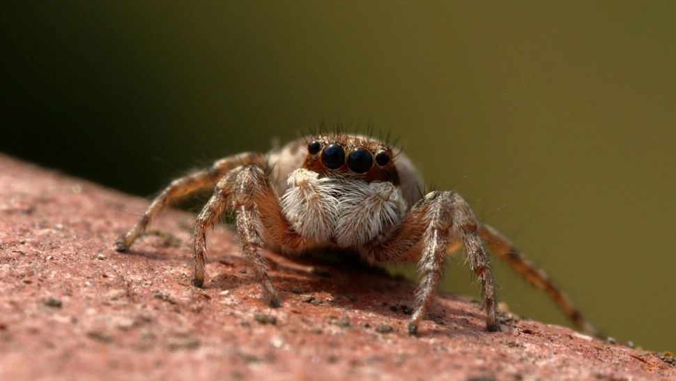 Cum scapi de păianjeni cu un ingredient pe care îl ai și tu în bucătărie