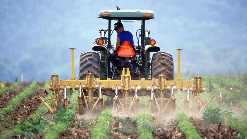 ALERTĂ! Liber la plantele modificate genetic. Nu vom mai face diferența între legumele adevărate și cele modificate 