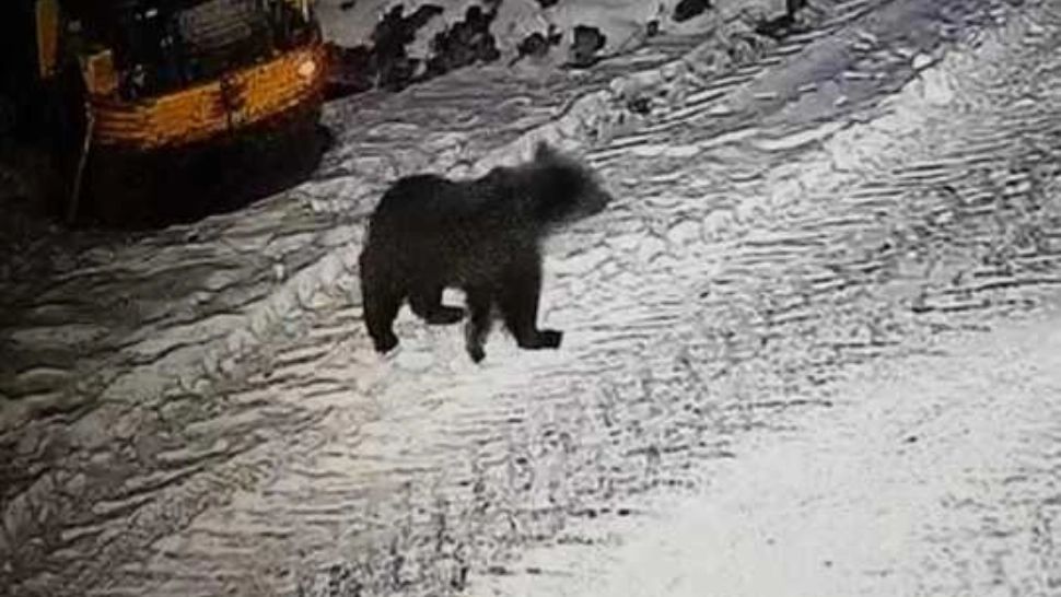 Urșii din libertate au sărit gardul de la ZOO Târgu Mureș ca să caute mâncare