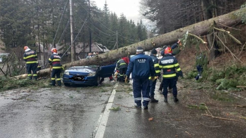 Traficul pe DN1 în Azuga, blocat total, azi dimineață. Un brad s-a prăbușit peste o mașină