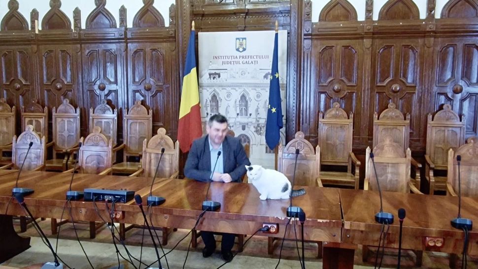 O pisică locuiește de 11 ani în sediul Prefecturii Galați! A "schimbat" mai mulți prefecți: ce "întâlniri" la nivel înalt a avut - FOTO