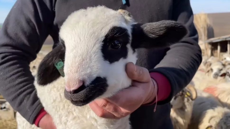 Motivul pentru care NU ar trebui să mănânci miel de paște. Ce spune Biblia