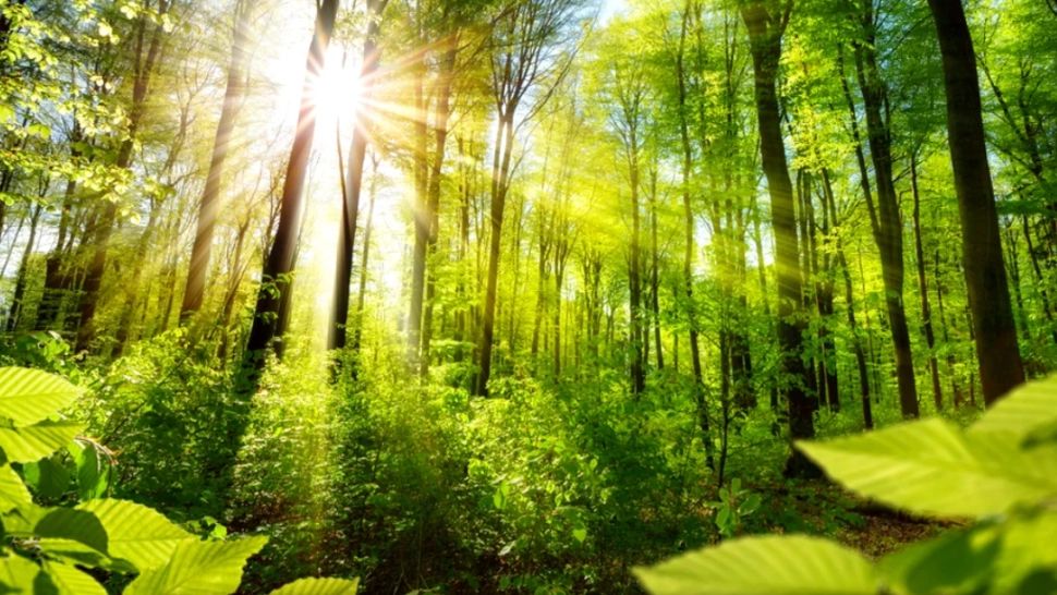 Animalul periculos descoperit recent! Trăiește pe lângă oameni și se ascunde perfect: mușcătura sa poate fi extrem de dureroasă