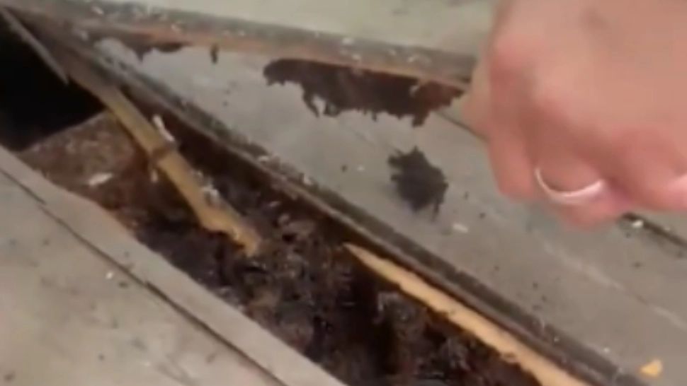 Casa unor britanici, gata să se transforme într-un stup uriaș! Oamenii au fost îngroziți: mierea se scurgea pe pereți - FOTO&VIDEO