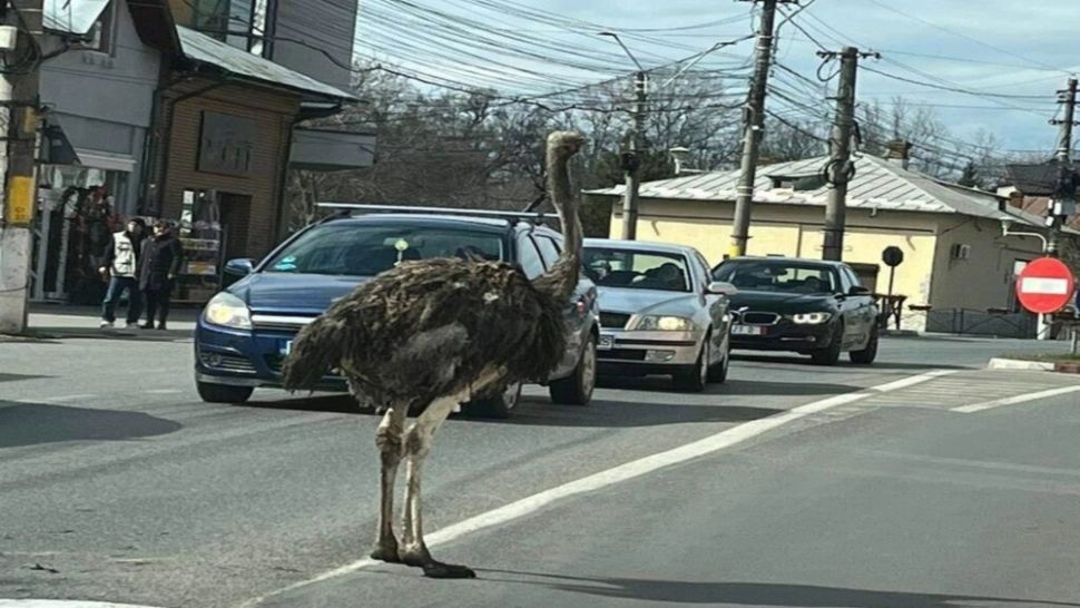  Un struț scăpat dintr-o mașină de proprietar a încurcat traficul la Găești! Imagini virale