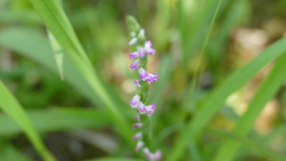 A fost descoperită o nouă specie de orhidee, cu flori ce par făcute din sticlă - Unde este cel mai des întâlnită - FOTO