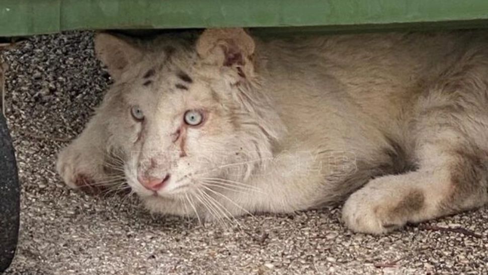 Pui de tigru, abandonat la gunoi: "Nu-mi venea să cred ce vedeam!" - FOTO