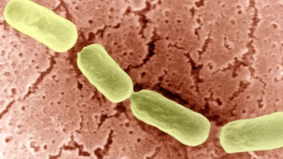 Focar de PARALIZIE în Europa provocată de toxina botulinică - Ce operații au fost INTERZISE