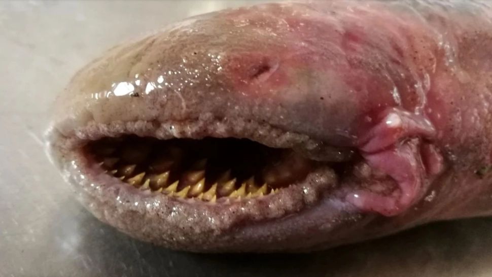 Peștele-vampir, descoperit pe o plajă din Olanda! Ce spun biologii despre bizara creatură care se hrănește cu sângele prăzii lor