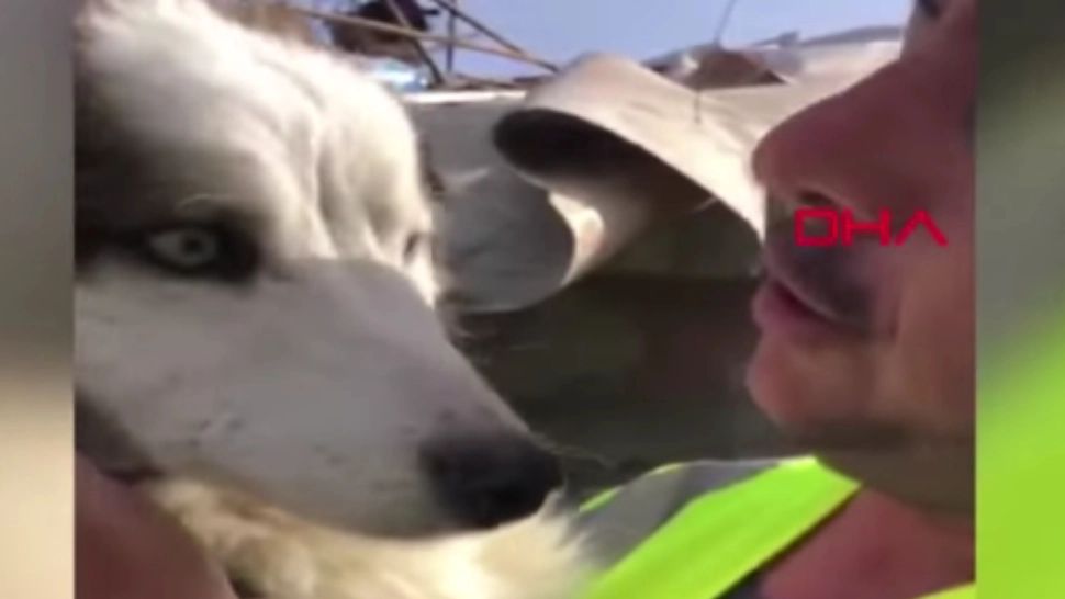 Încă un MIRACOL: câine salvat de sub dărâmături, la 23 de zile de la cutremurul devastator din Turcia - VIDEO