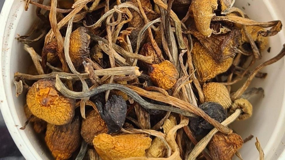  Petrecere cu cannabis şi ciuperci halucinogene într-un camping din Vâlcea! Doi tineri au fost arestați 