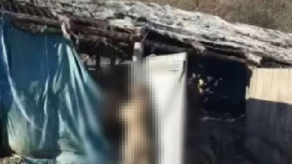 Scene de groază într-un adăpost de animale din județul Cluj. Bivoli morți și un câine spânzurat - FOTO