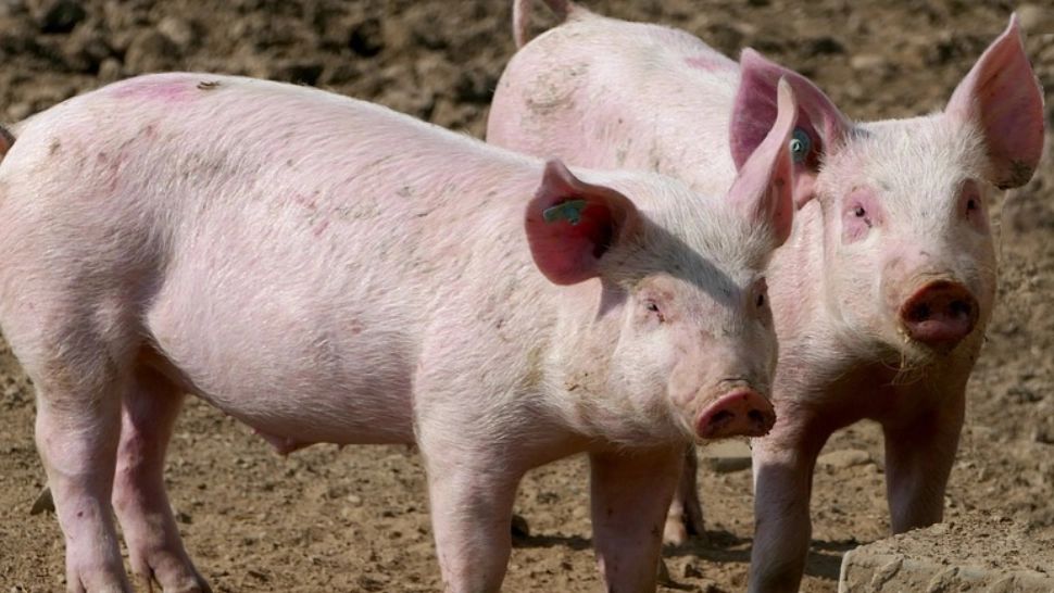 Porcul de Crăciun, cumpărat cu voucher de la ANSVSA. Câți bani se oferă, conform proiectului de lege