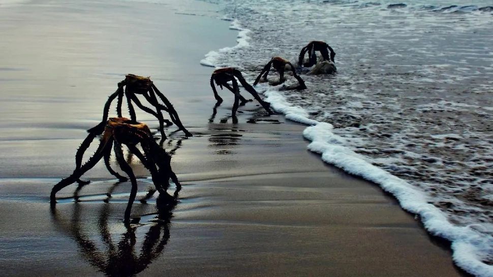 „Extratereștrii” care se târăsc pe plajă stârnesc panică online: „Este sigur să intri în apă?” (FOTO/VIDEO)