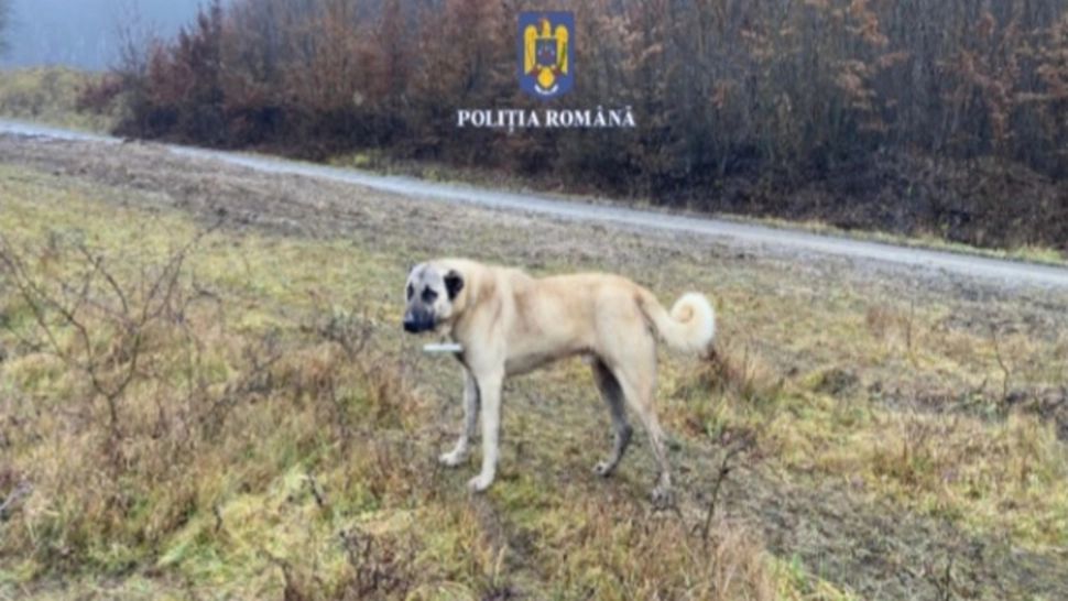 Un copil din Suceava a fost atacat de un câine agresiv. Patrupedul fusese abandonat de stăpânul său