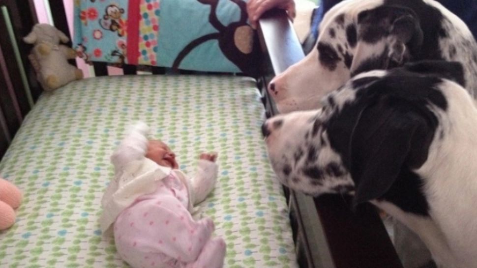 Şi-au lăsat copilul singur cu câinii şi au încuiat uşa. Tulburător ce au găsit când s-au întors - FOTO