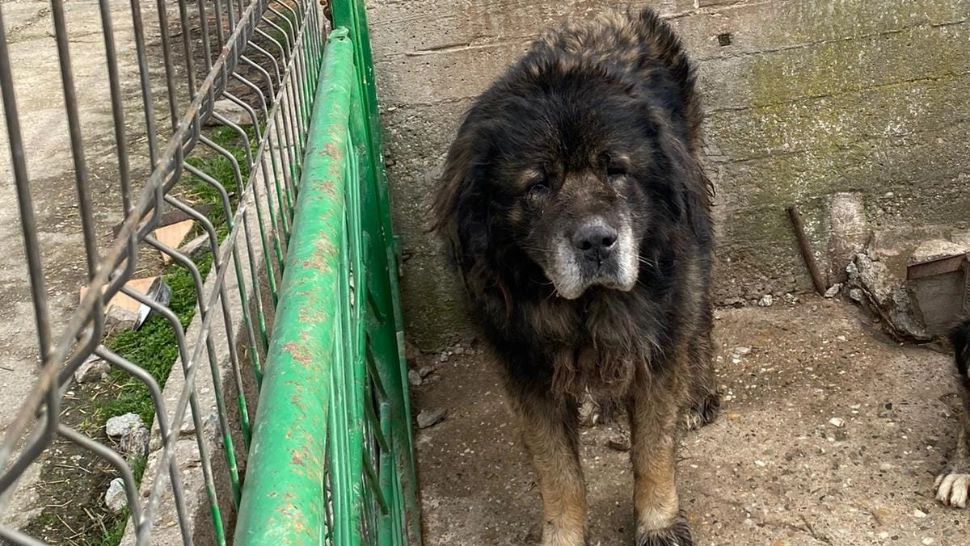 Câini periculoși, prinși de ASPA pe bulevardul Iuliu Maniu - Unde se află patrupedele